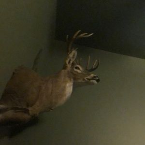 Meet your Posher, Brooks